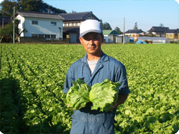 収穫したばかりのレタス