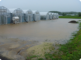 大雨で用水路が溢れトマトハウス冠水